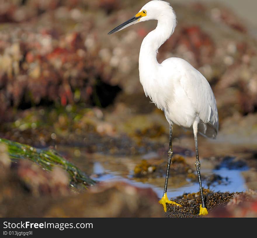 Ibis In Tide Pool