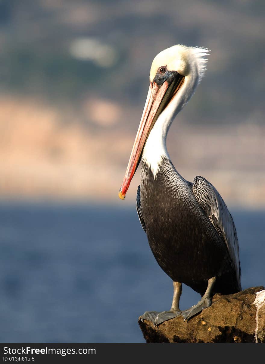 Brown Pelican