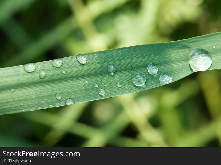 Rain drops on grass leaf. Rain drops on grass leaf