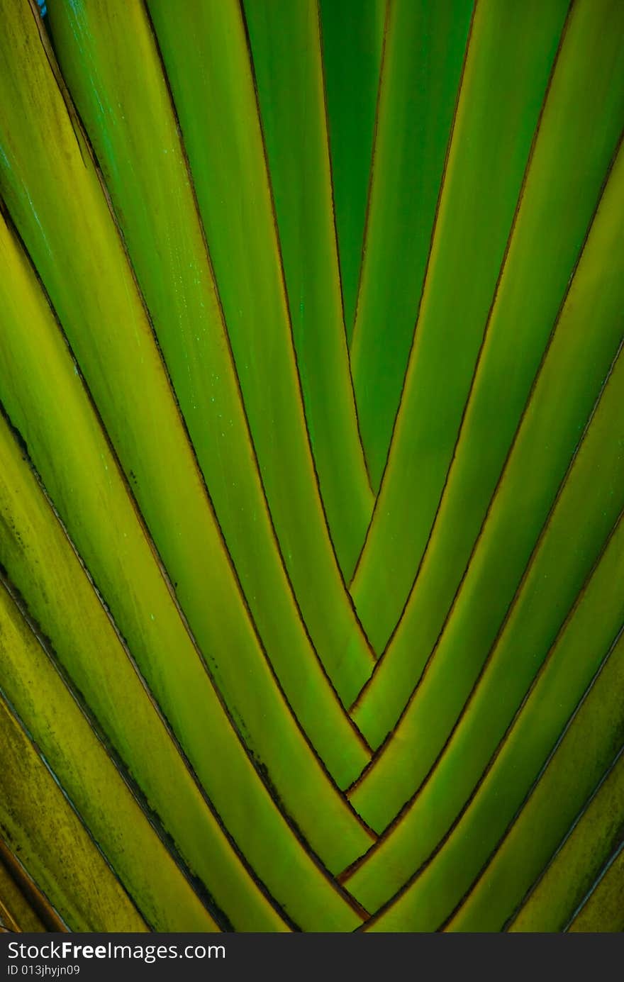 Green palm leaf closeup rythym