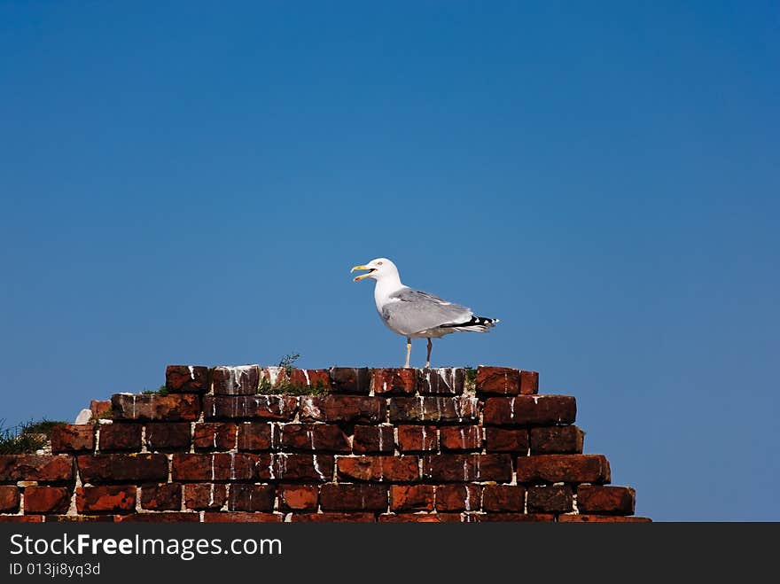 Seagull