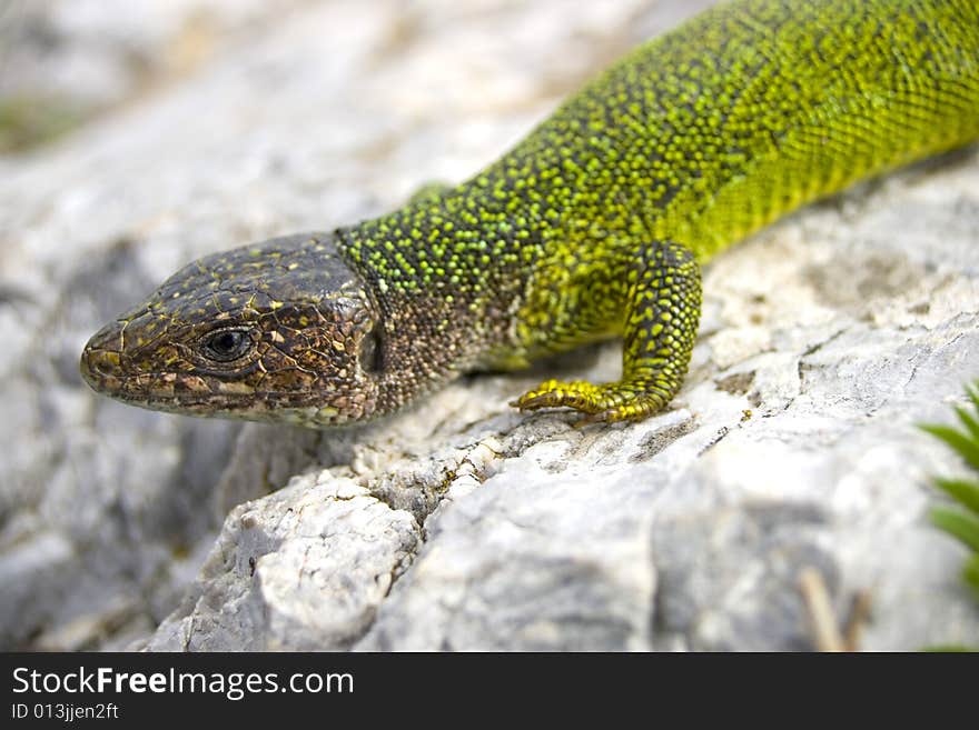 Green lizard