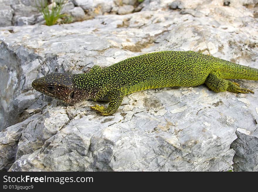 Green lizard