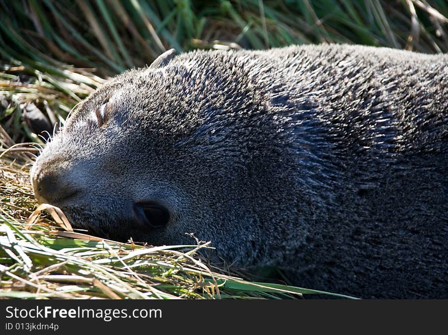 New Zealand Fur Seal Posing. New Zealand Fur Seal Posing