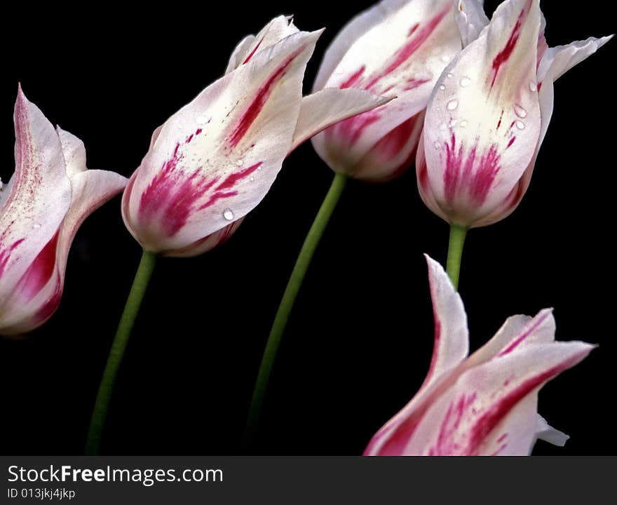 Spring tulips with splashes of red on black background