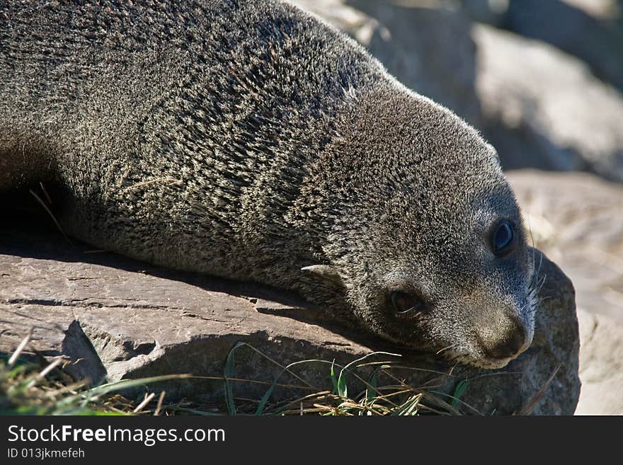 Curious Seal