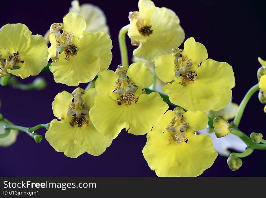 Oncidium orchid