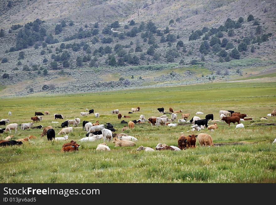 Herd of cows in the mountain farm