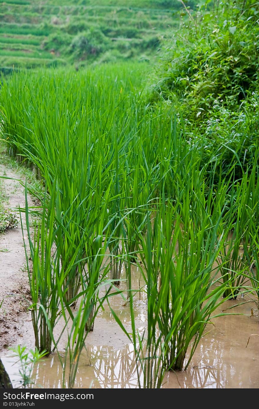 Guilin Rice Field Terrace