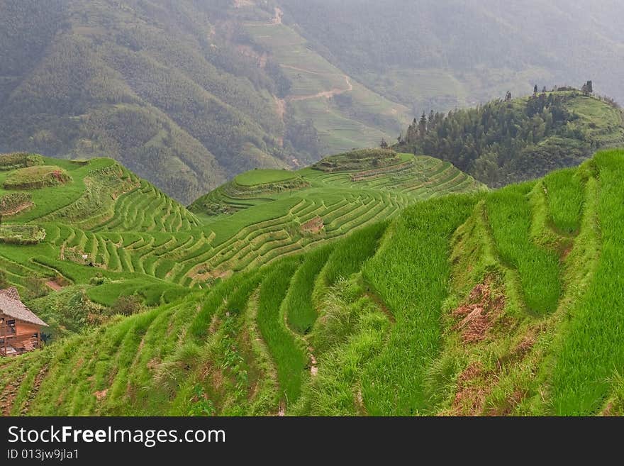 Guilin Rice Field Terrace