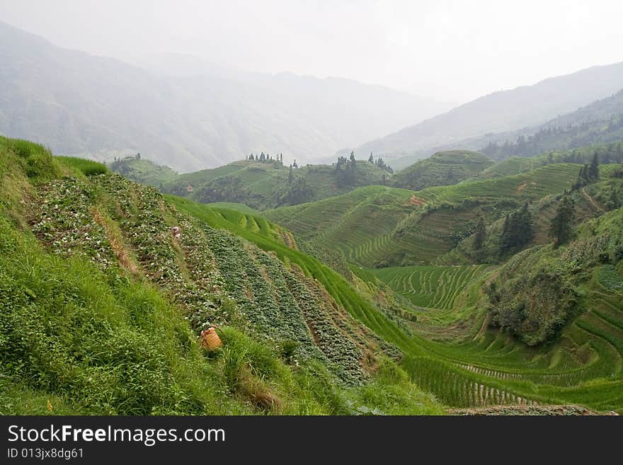 Guilin Rice Field Terrace