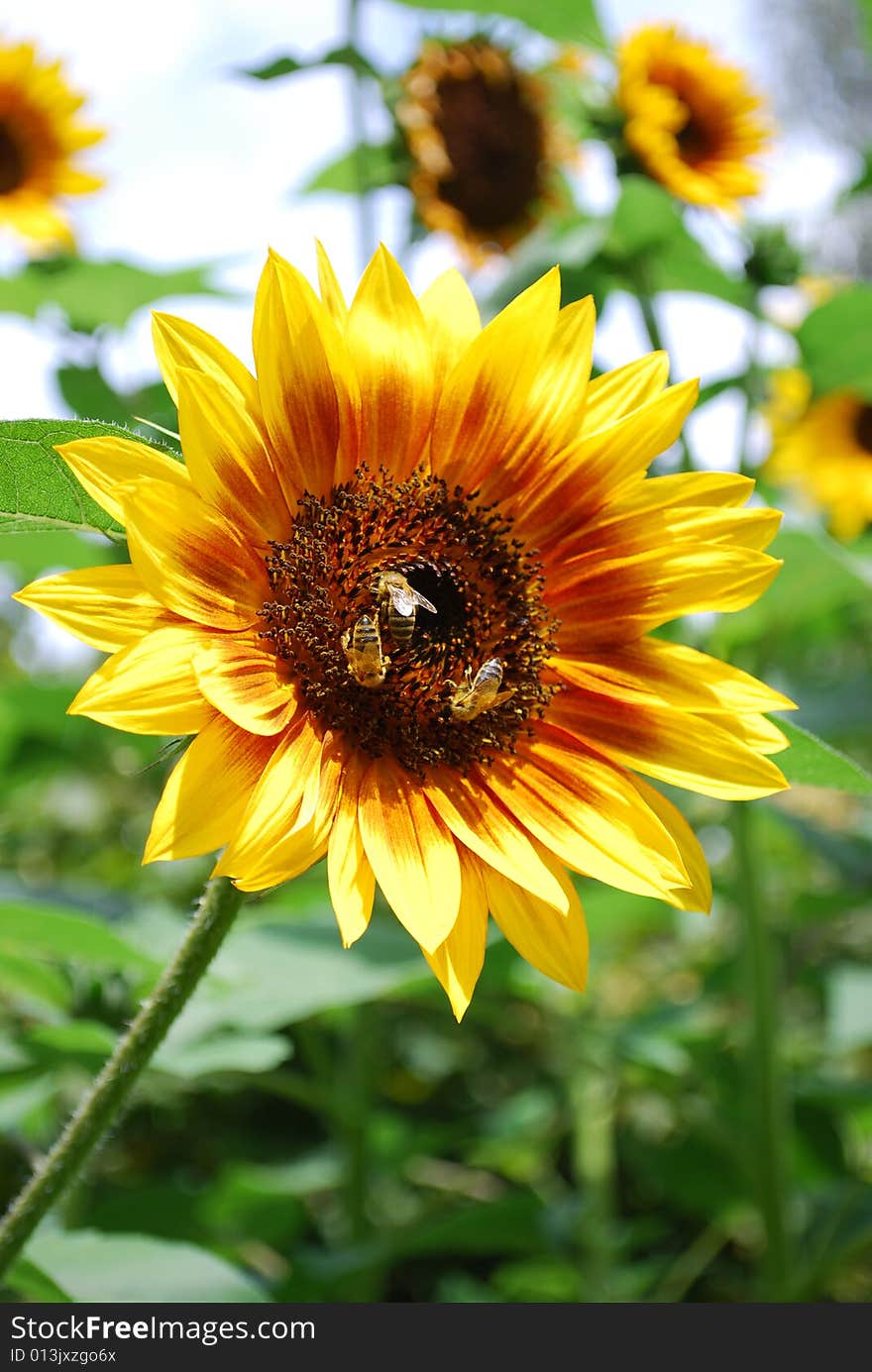 Sunflower hosting three bees in the early morning sunlight. Sunflower hosting three bees in the early morning sunlight.