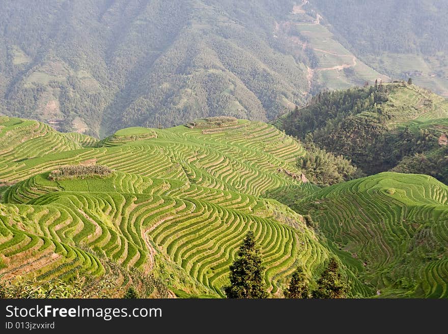 Guilin Rice Field Terrace