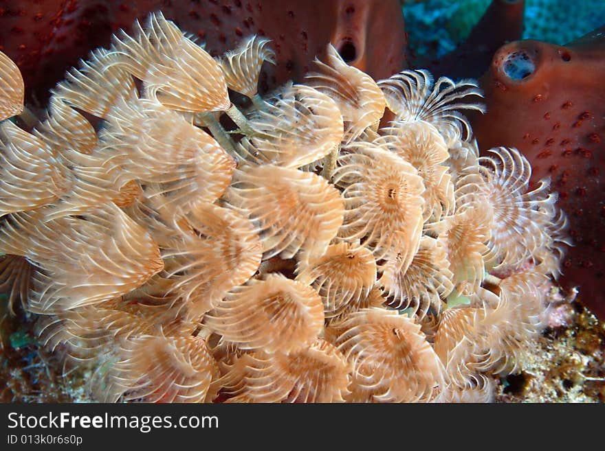 Social feather duster (Bispira Brunnea) tube worms. Social feather duster (Bispira Brunnea) tube worms