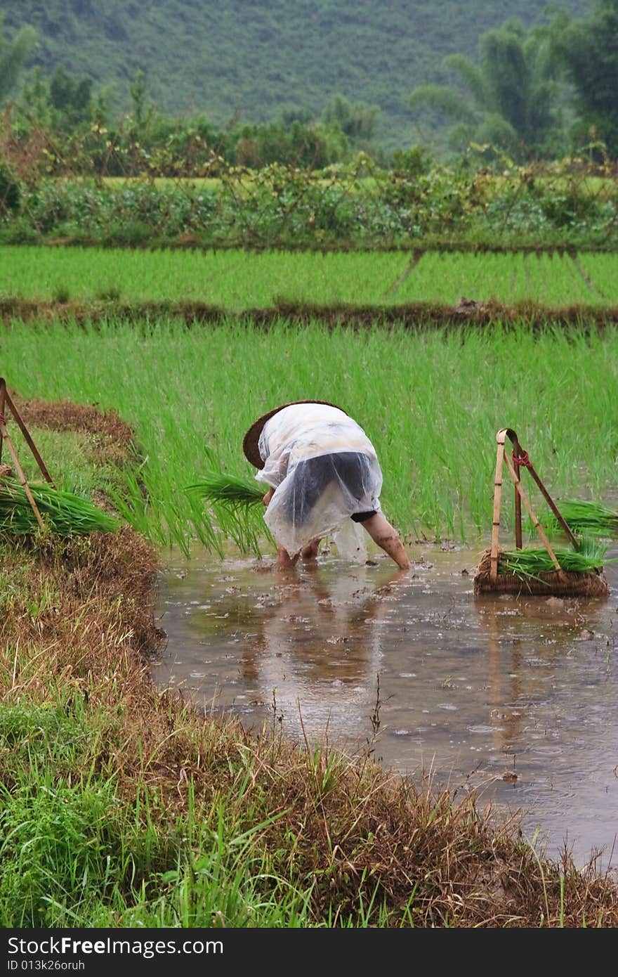 Yangshuo, Chinese Farmer cultivate Rice