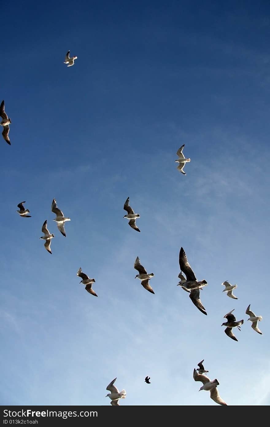 Sea gulls flying in formation