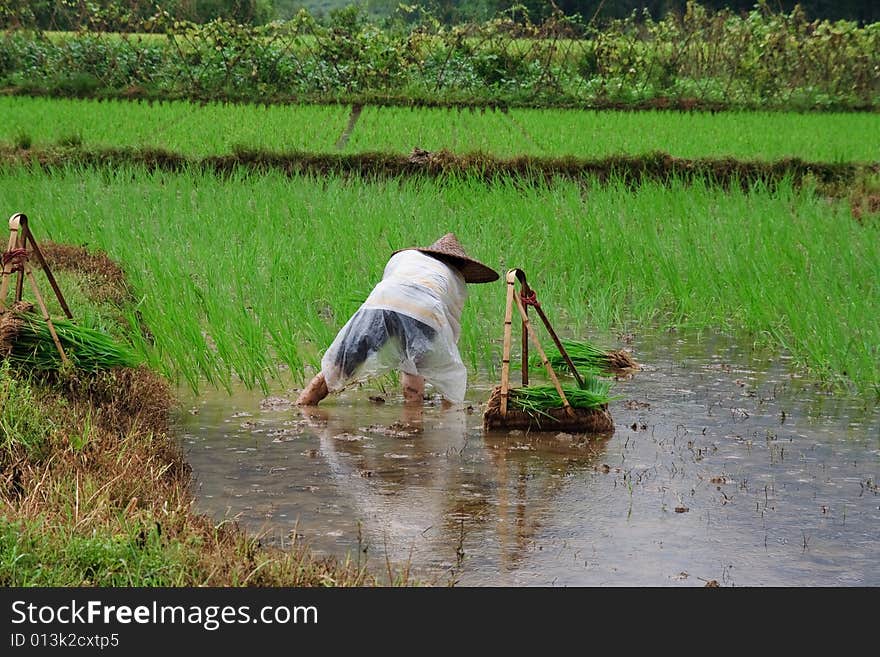 Yangshuo, Chinese Farmer cultivate Rice