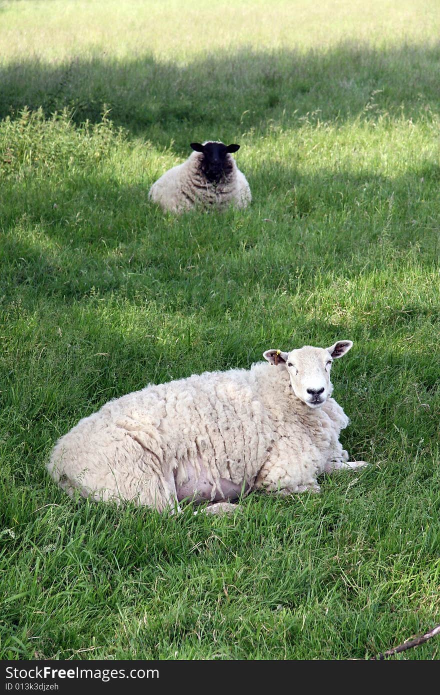 Sheep in field