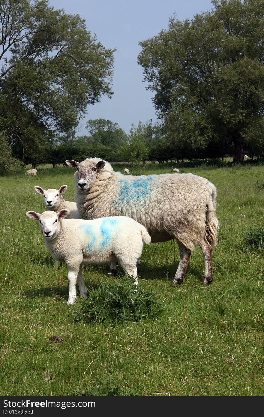 Sheep family in field