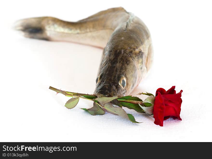 Fresh fish with rose isolated on white background