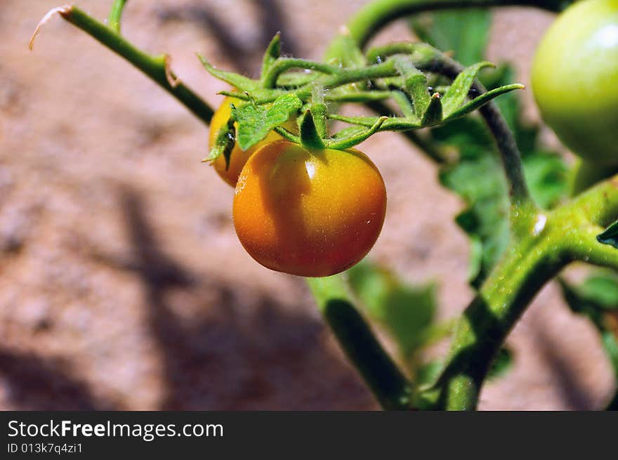 Orchard Tomato