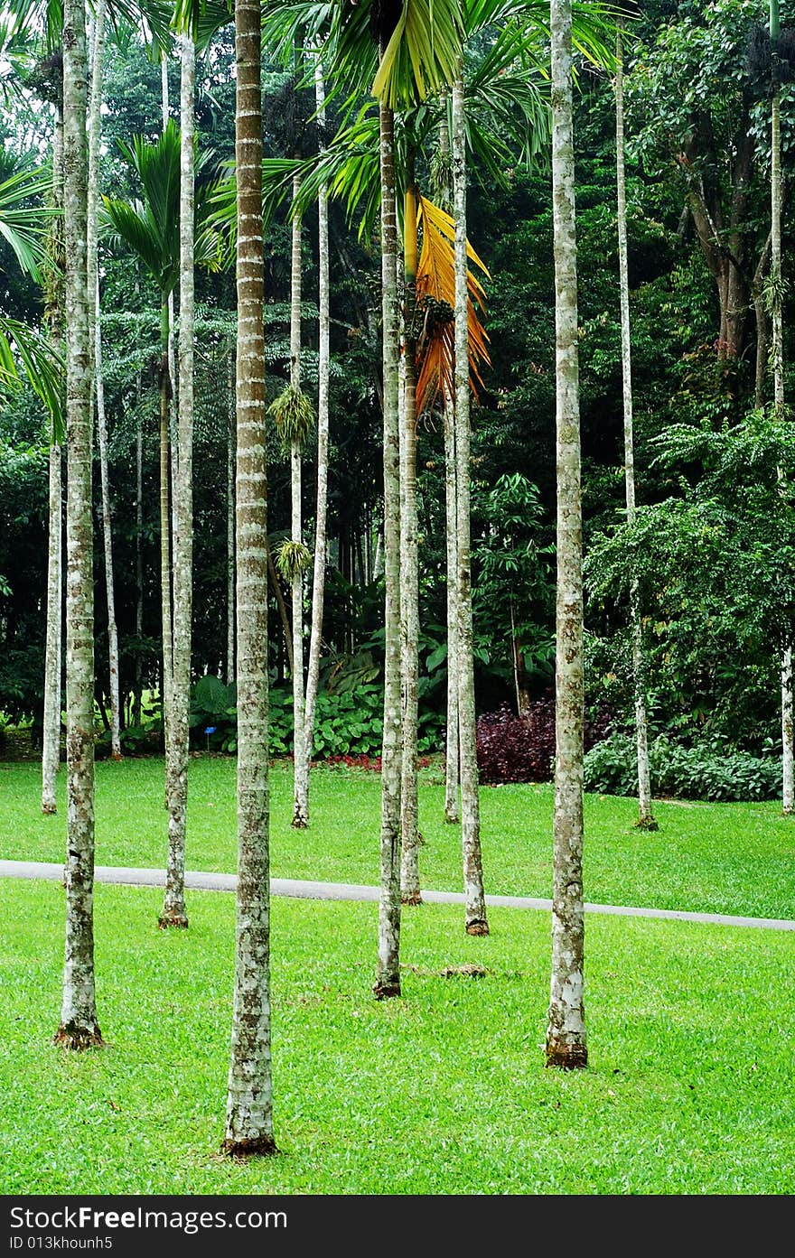 Beautiful scene of tropical garden in Xi Shuang Ban Na in Yunnan province of China.