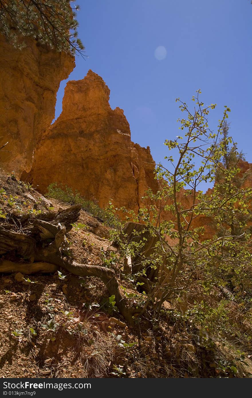 Some roots and bushes with some hoodoos in the background. Some roots and bushes with some hoodoos in the background