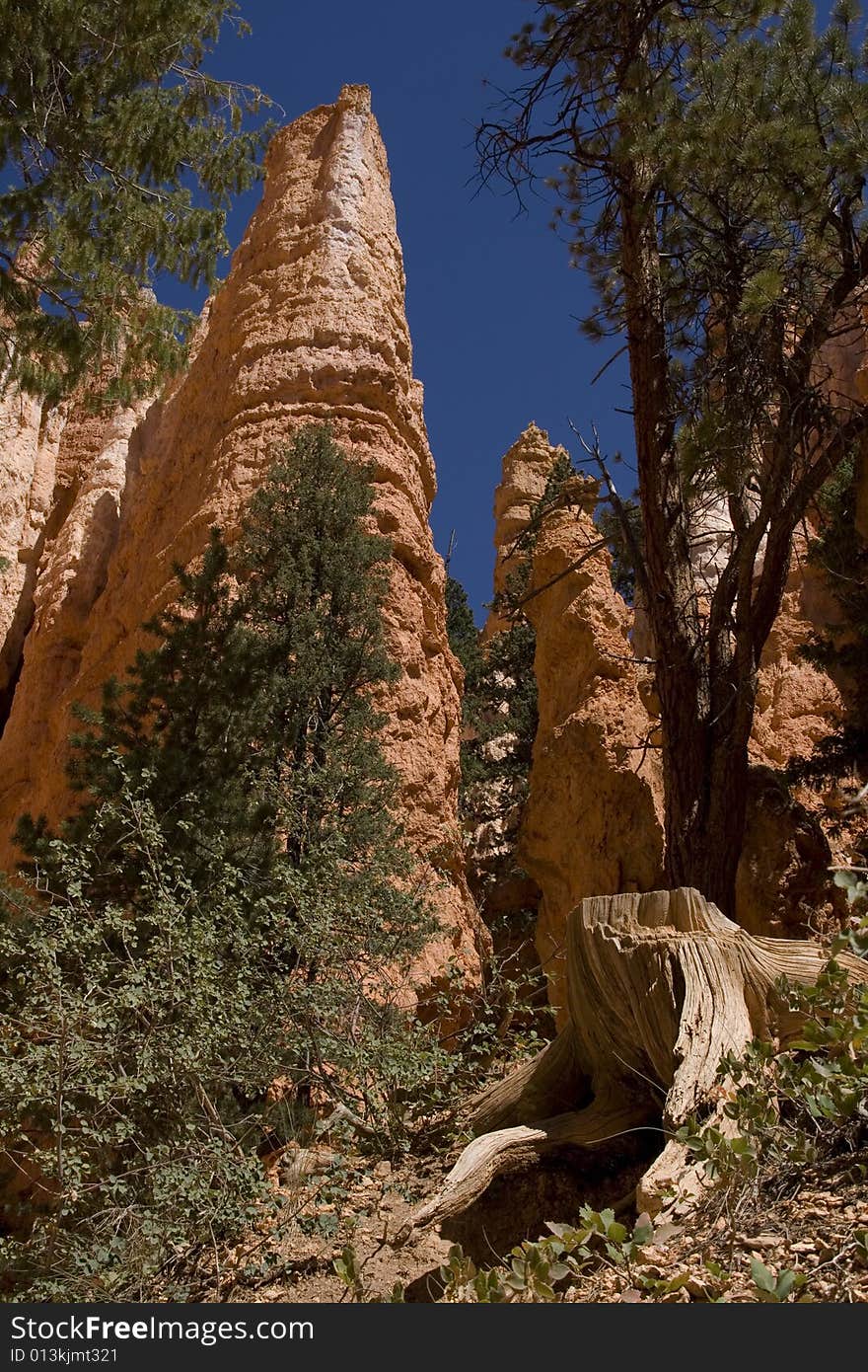 A tree stump in the foreground with some hoodoos in the background. A tree stump in the foreground with some hoodoos in the background