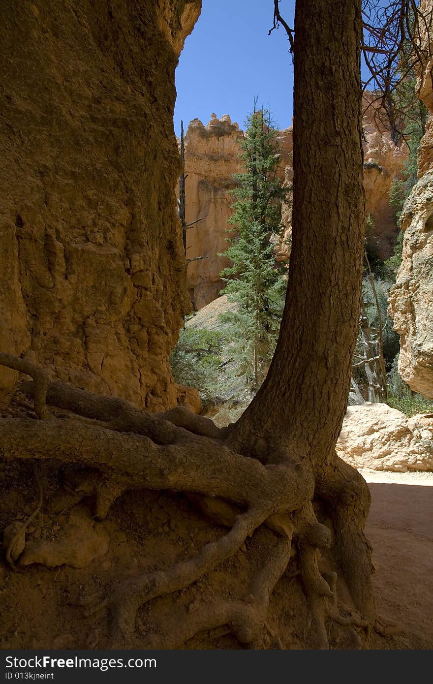 Tree with roots growing at Bryce Canyon