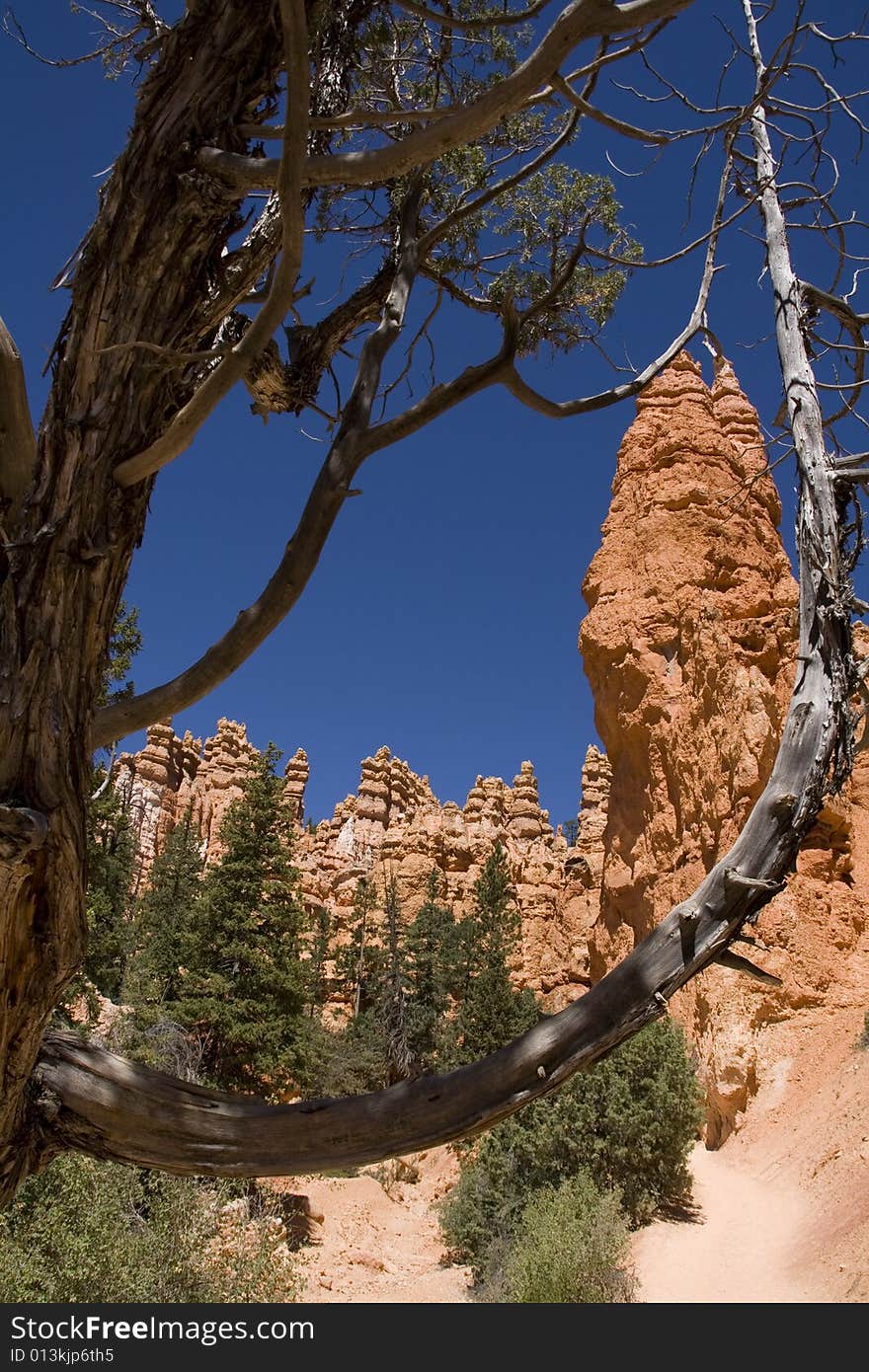 Some hoodoos framed in a tree branch. Some hoodoos framed in a tree branch