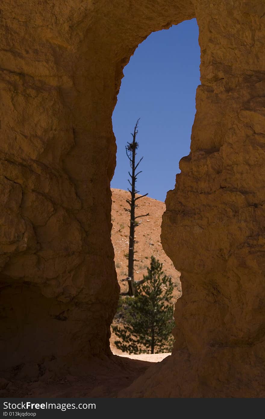 A tree and the canyon through a crag in Bryce Canyon