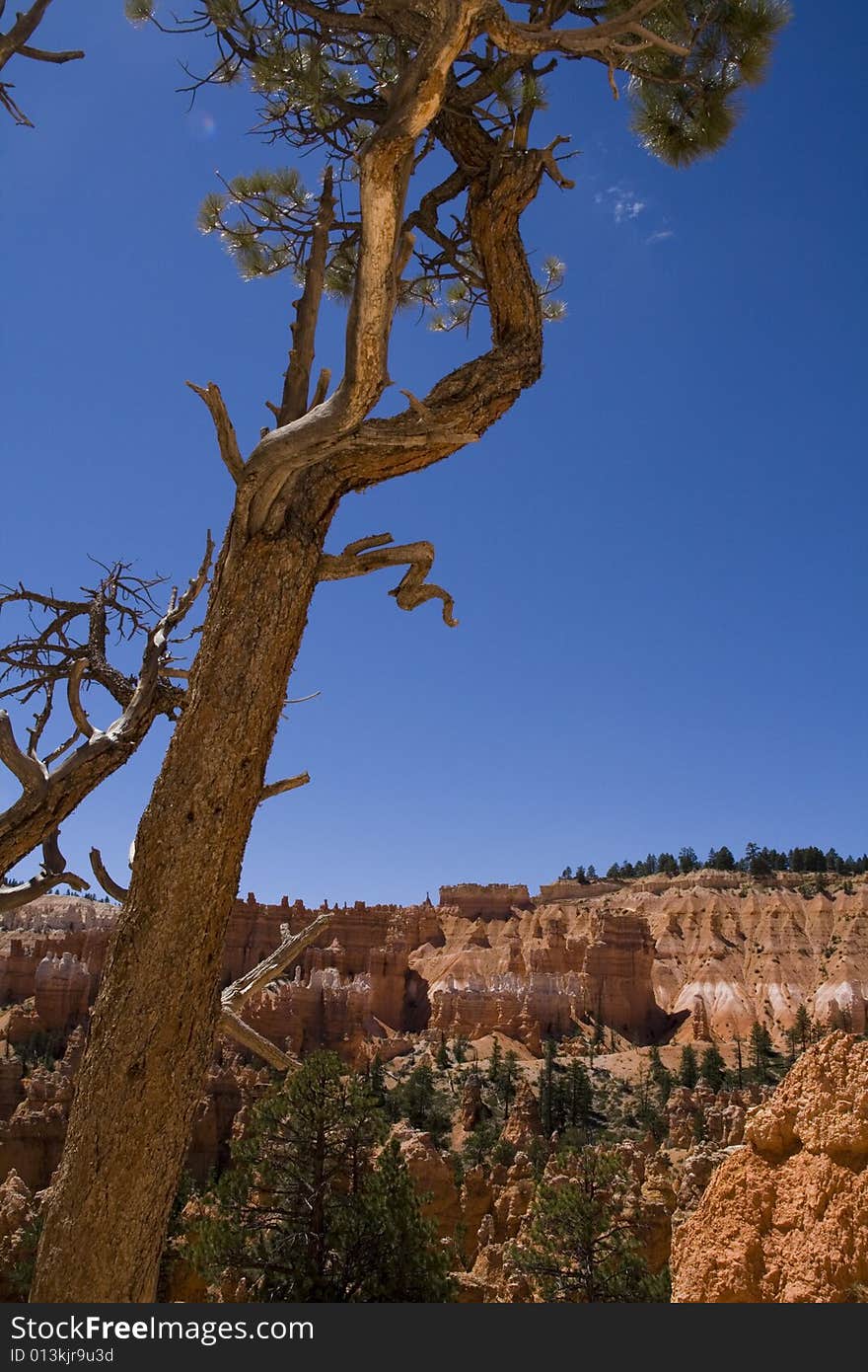 A bristlecone pine at Bryce Canyon