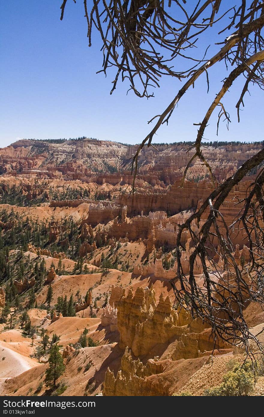 A dead limber pine in the foreground at Bryce Canyon.