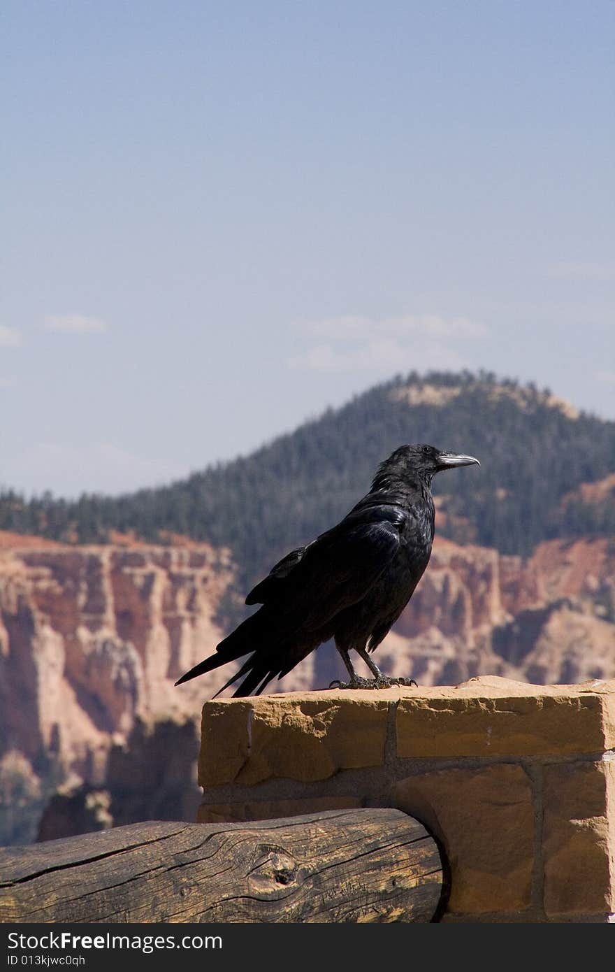 A raven on the fence at Bryce Canyon, Utah.