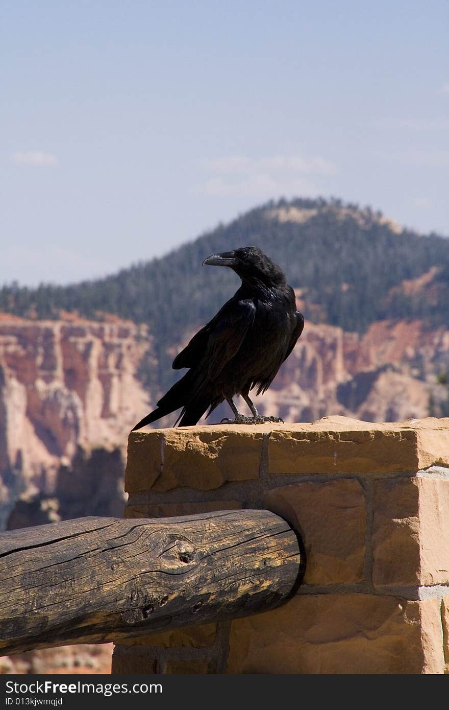 A raven in Bryce Canyon National Park Utah.