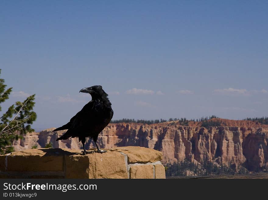 A raven at Bryce Canyon