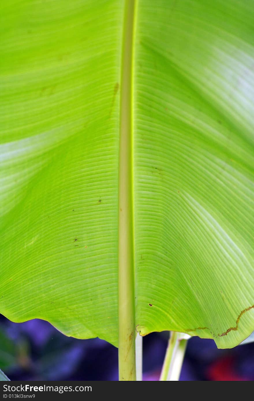 Close up of banana leaf