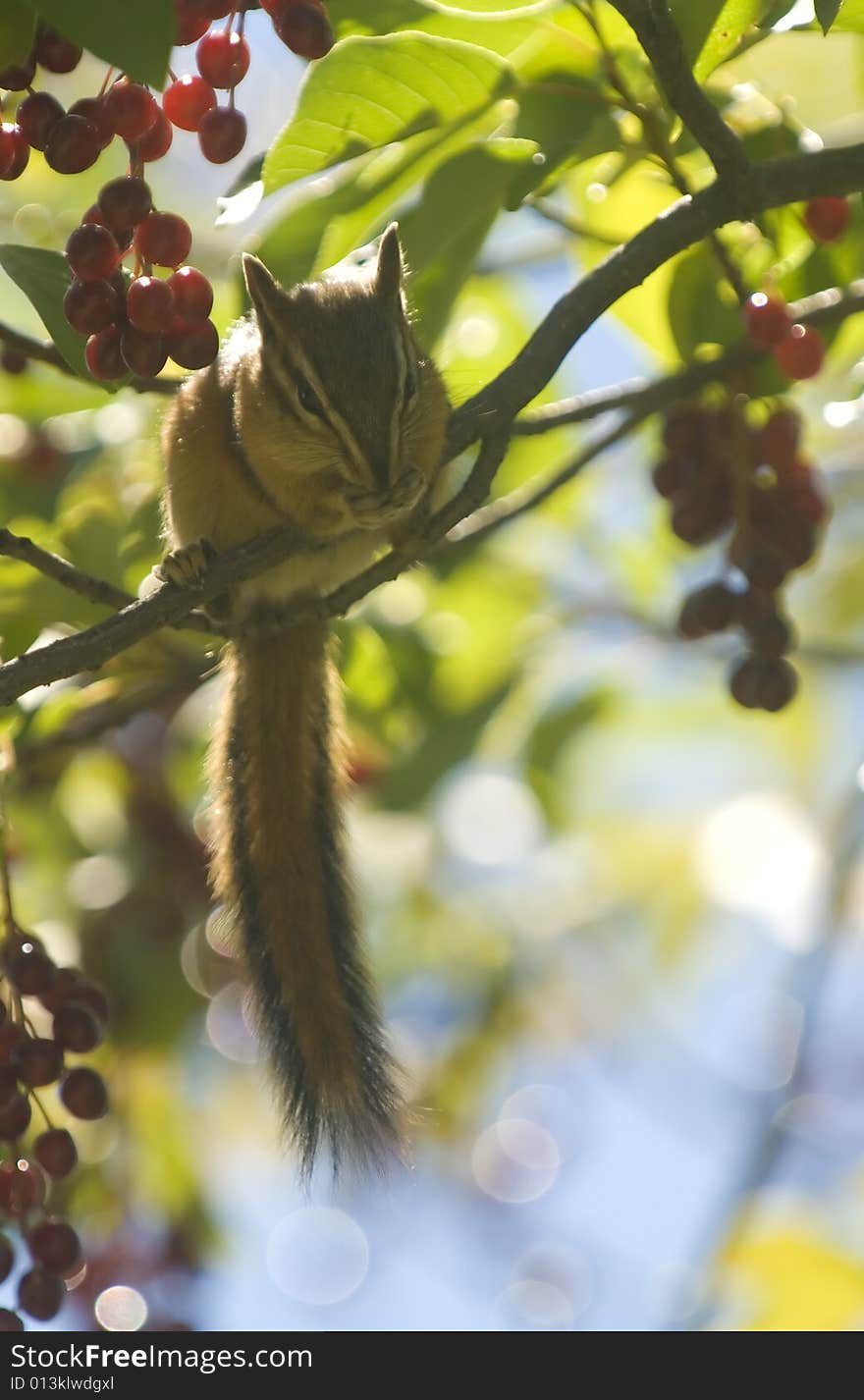 Chipmunk eating fruit