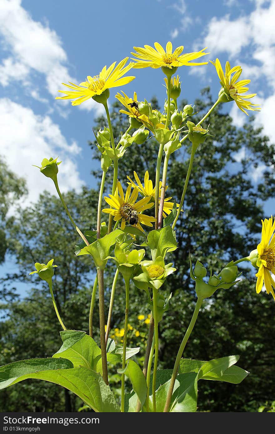 Macro close-up of yellow ox-eye daisy with blue clouded sky