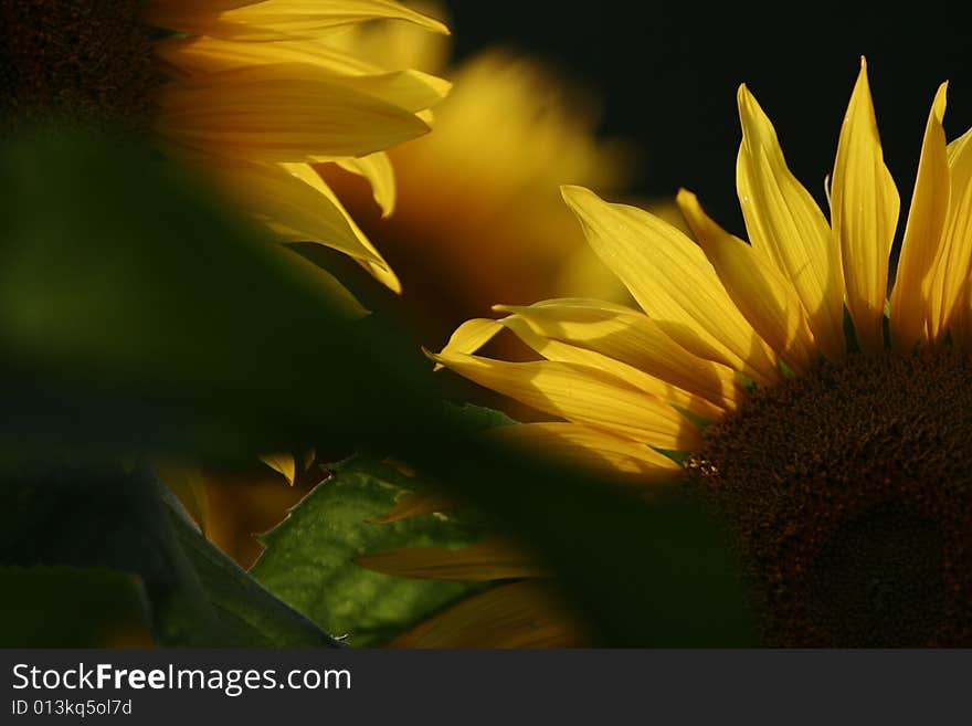 The beautiful sunflowers in  summer