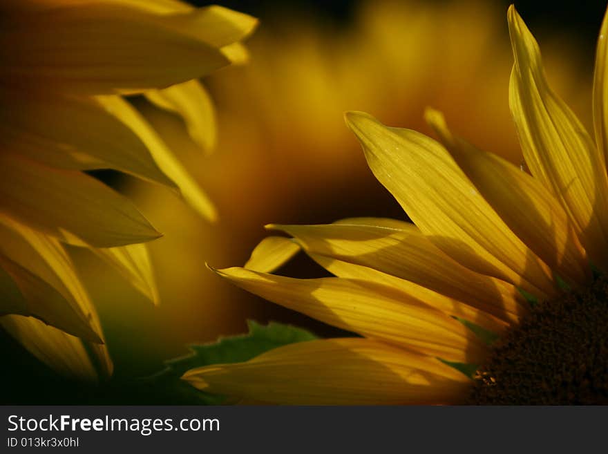 The beautiful sunflowers in  summer