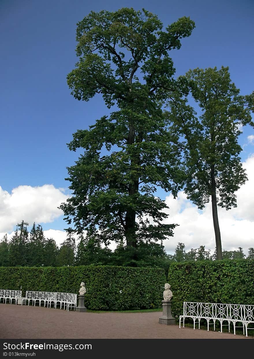 Tree and bench in park on blue sky background