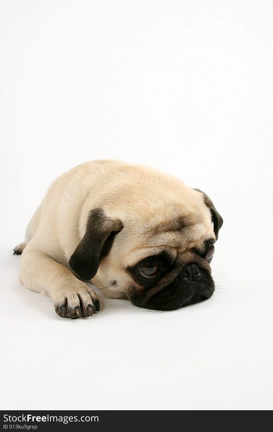 Dreamy pug in white background