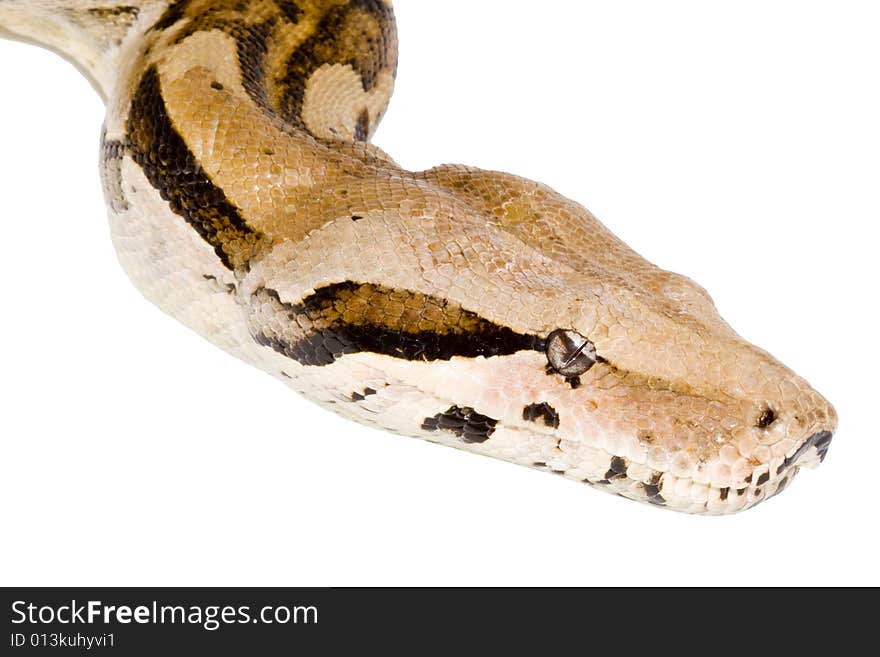 Head of a Boa