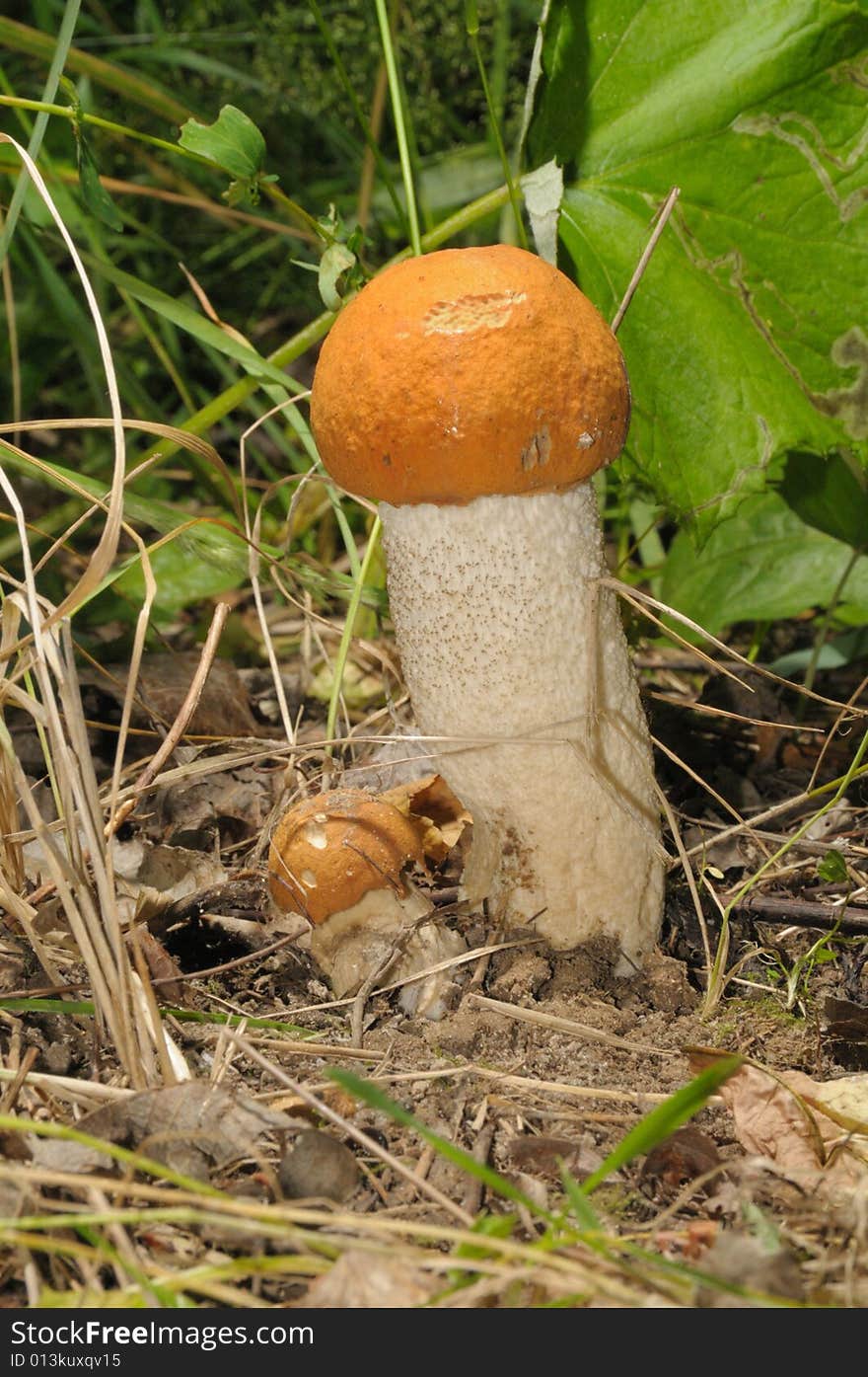 Closeup Of Orange-cap Boletus