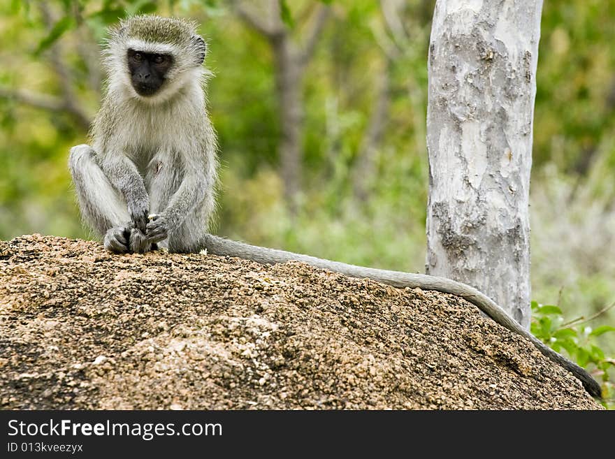 Young vervet monkey sitting on rock in bush veld in south africa