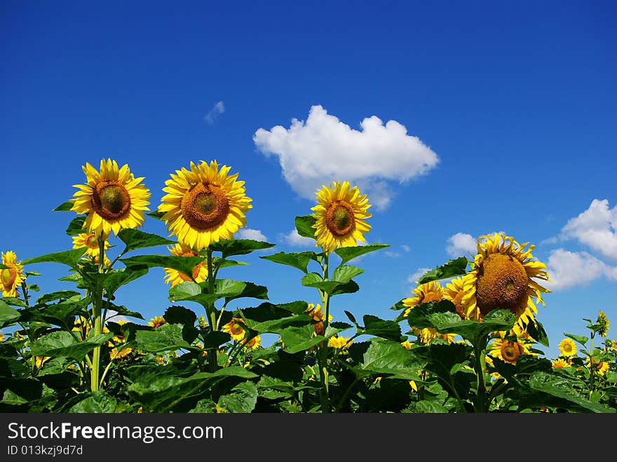 Sunflower field over cloudy blue sky