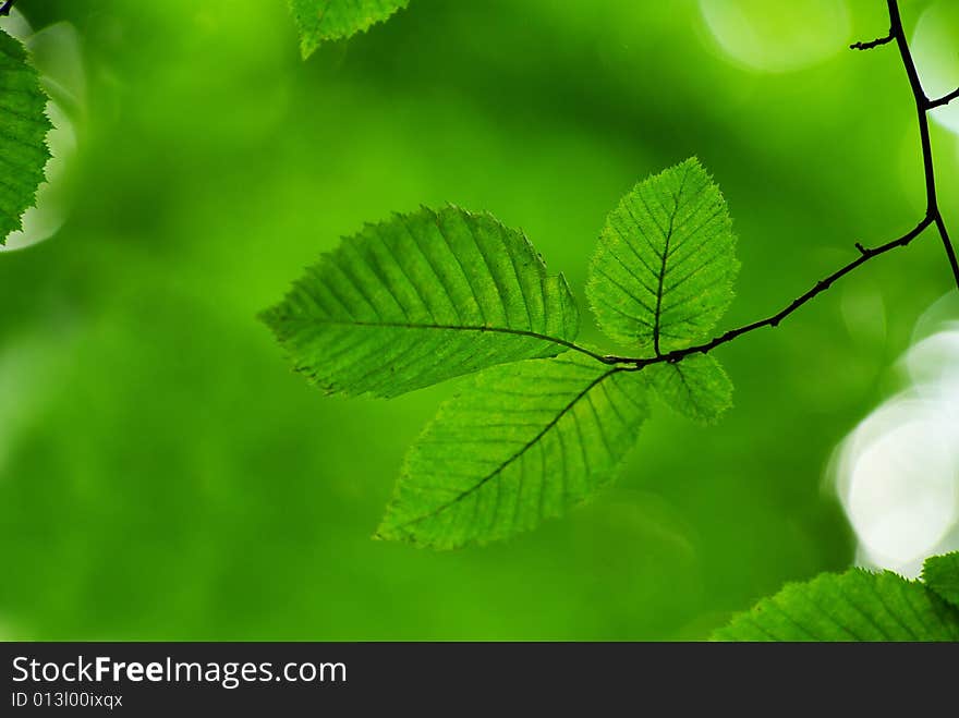 Green leaves background in sunny day