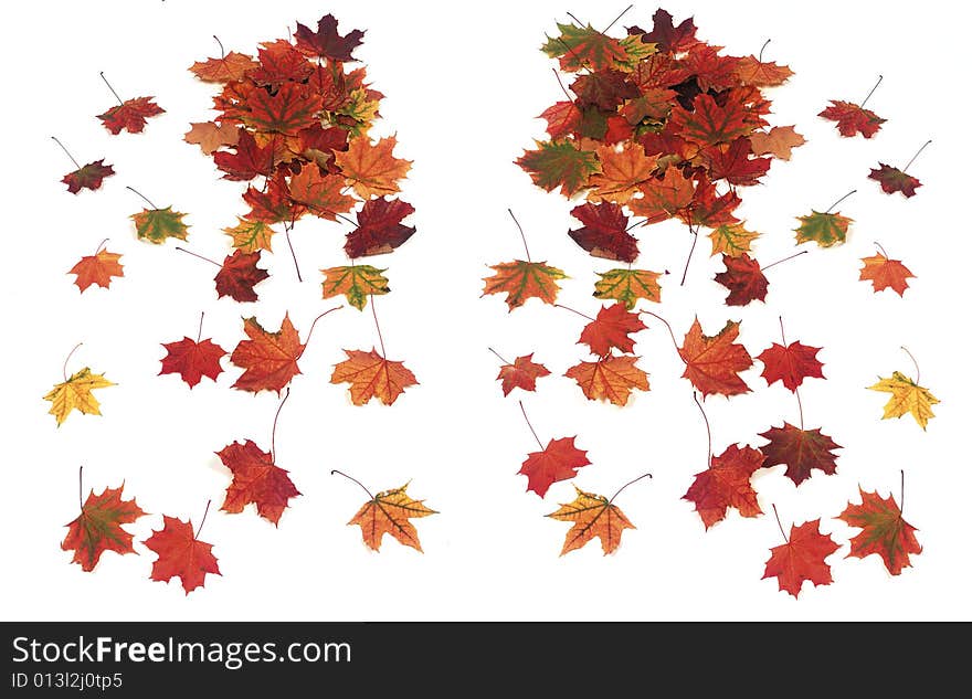 Autumn maple leaves