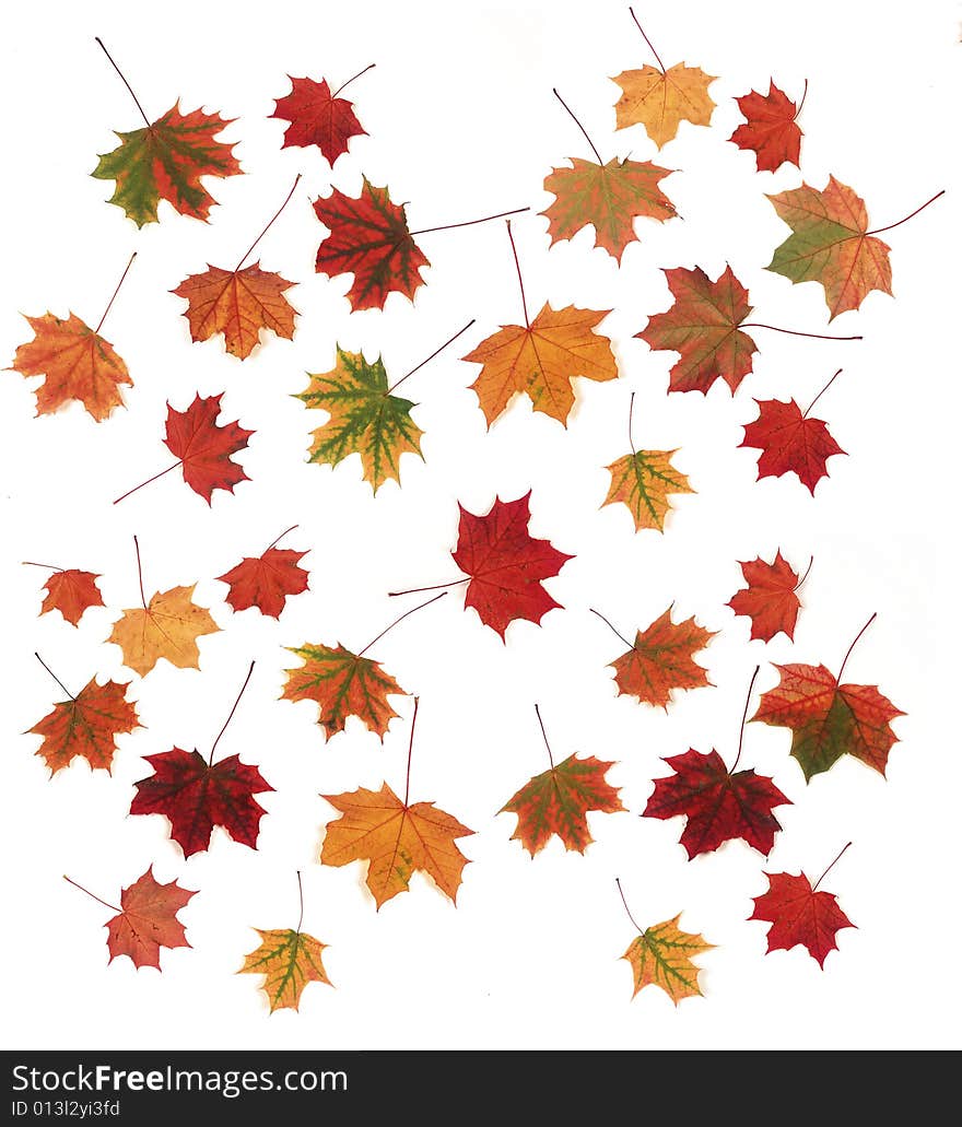 Autumn maple leaves